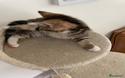 Mixed Breed cats for sale: Beautiful Tabby Baby Boy - Image 8