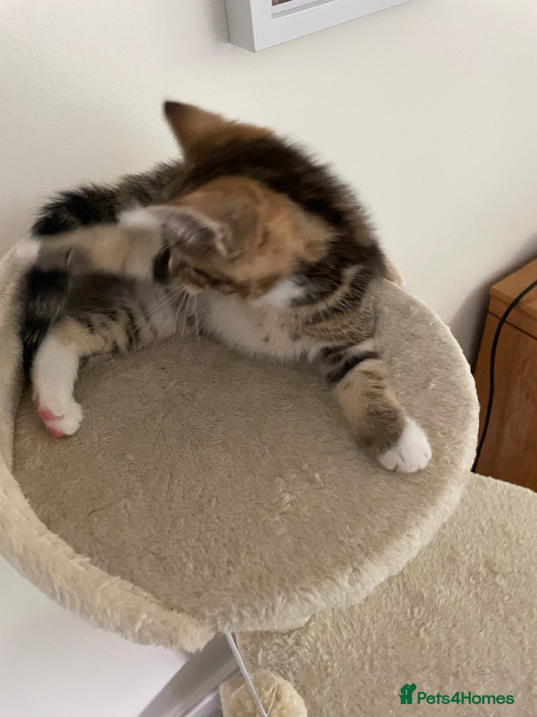 Mixed Breed cats for sale: Beautiful Tabby Baby Boy - Image 8