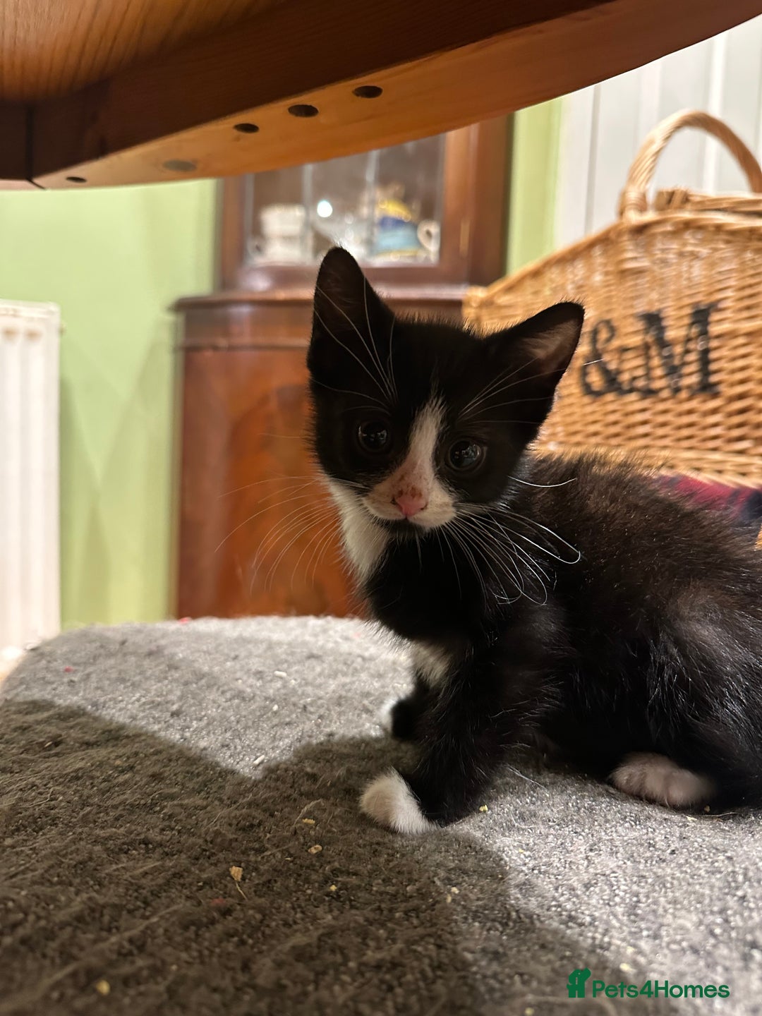 Mixed Breed cats for sale: 1 girl and 1 boy ready now - Advert 1