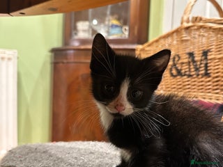 Mixed Breed cats 1 girl and 1 boy ready now - Advert 3