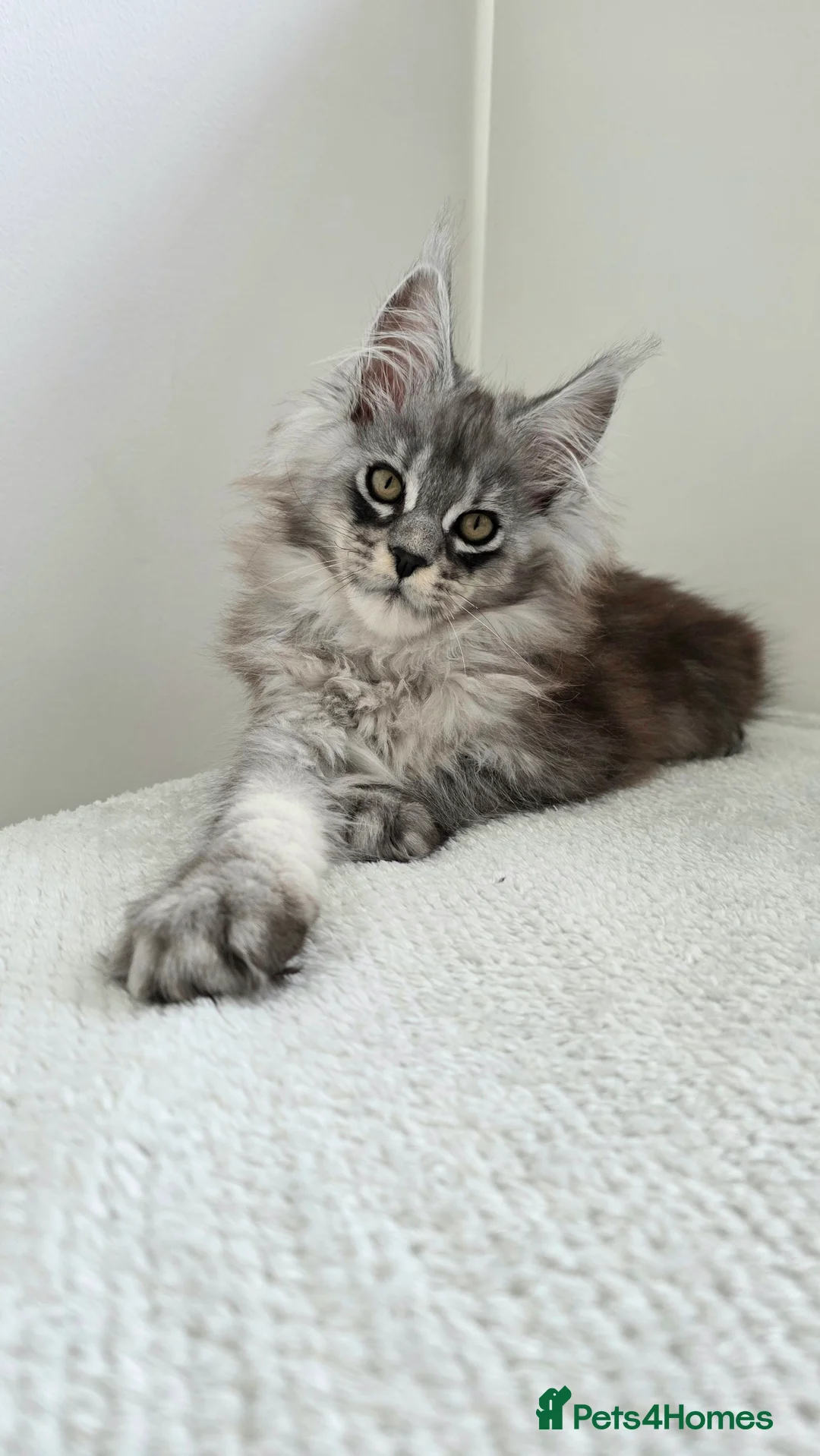 Maine Coon cats for sale: Maine Coon kittens from champion line - Advert 1