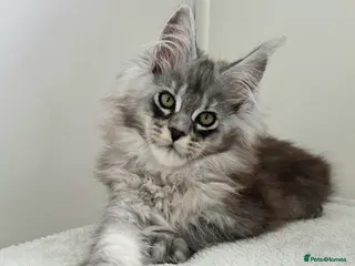 Maine Coon cats Maine Coon kittens from champion line - Advert 16