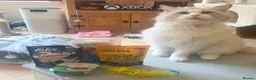 Ragdoll cats for sale: Pure-pedigree male Ragdoll for sale - Advert 8