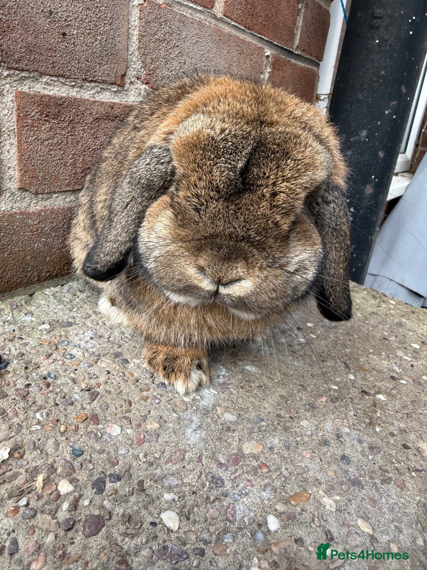 Mini Lop rabbits for sale: Top quality proven buck - Advert 8