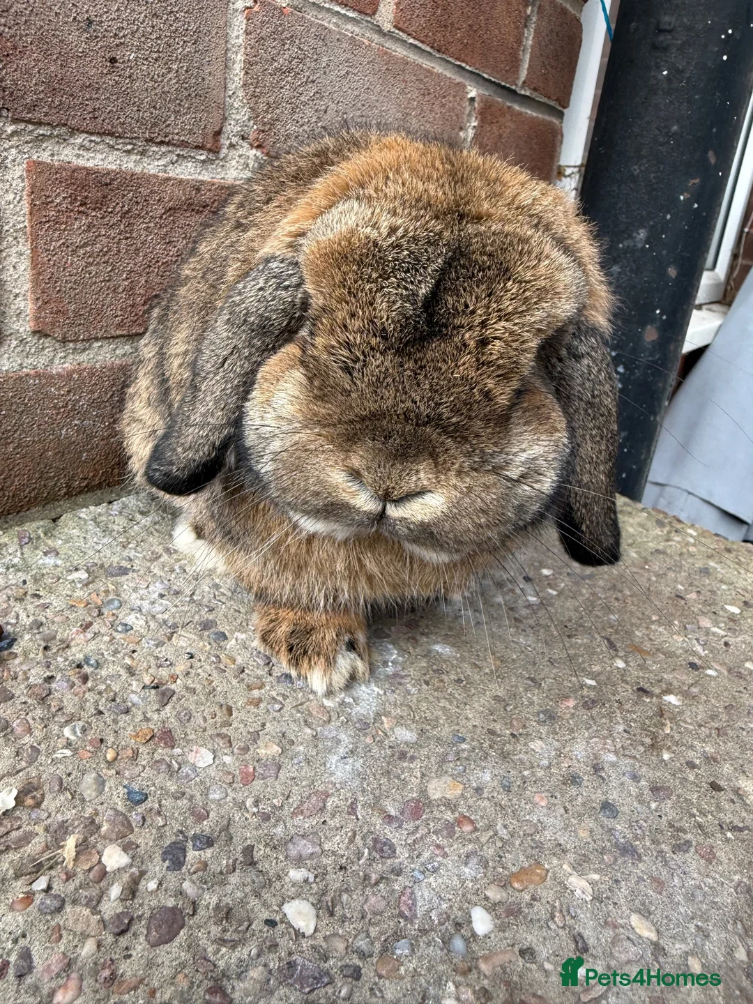 Mini Lop rabbits for sale: Top quality proven buck - Advert 1