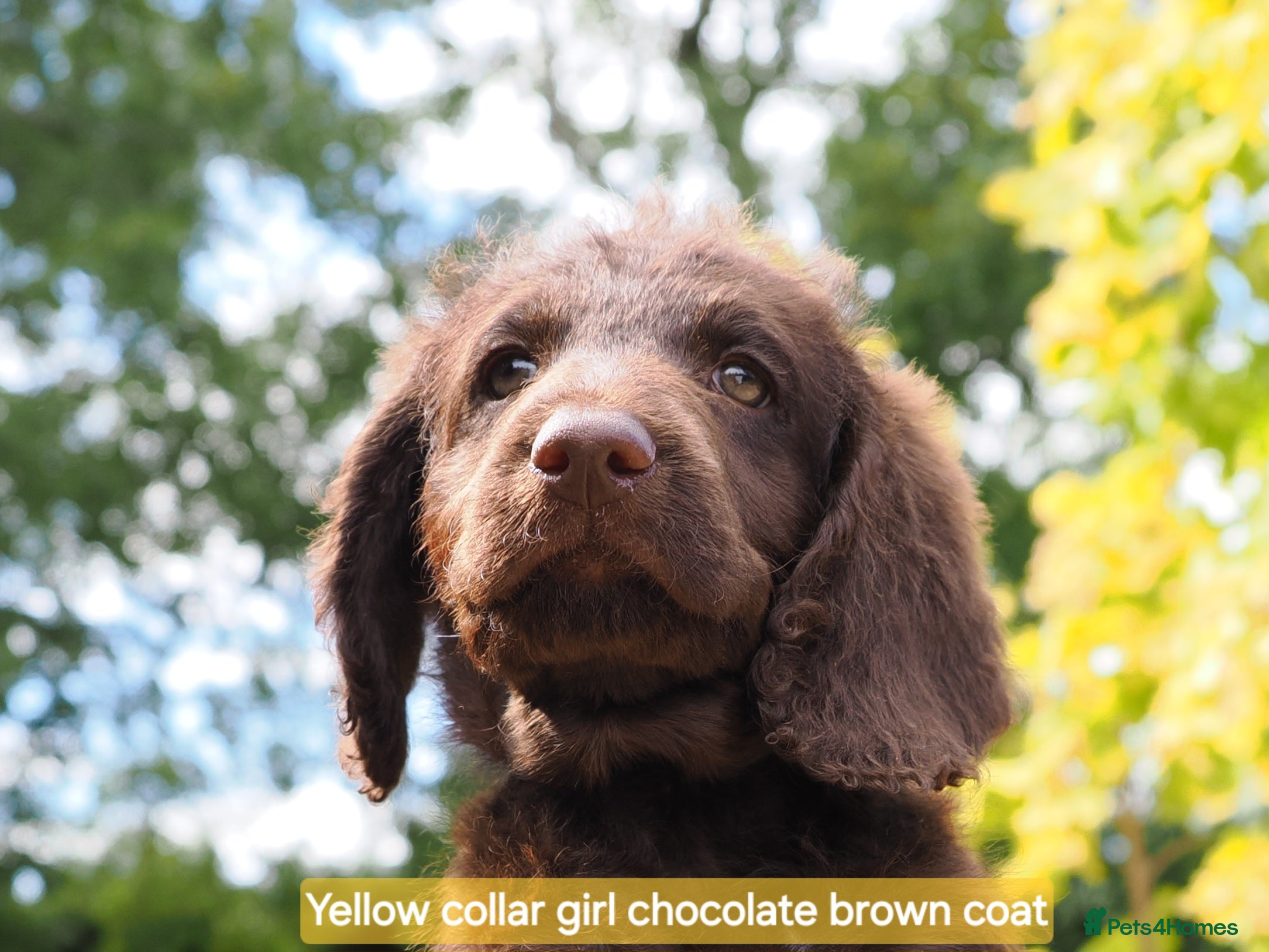 Labradoodle dogs Labradoodles Mini/Midi Puppies Multi Gen 7 weeks!  - Advert 2