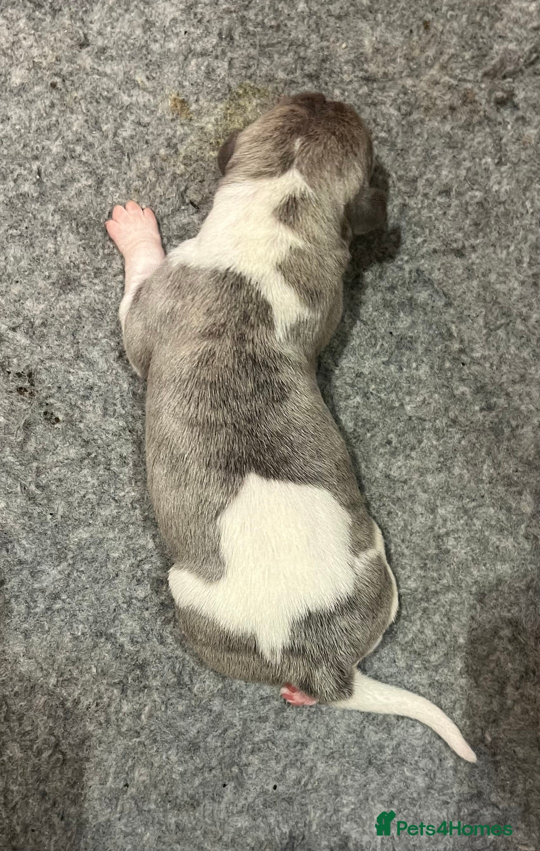 Whippet dogs for sale: Whippet puppies for sale - Advert 5