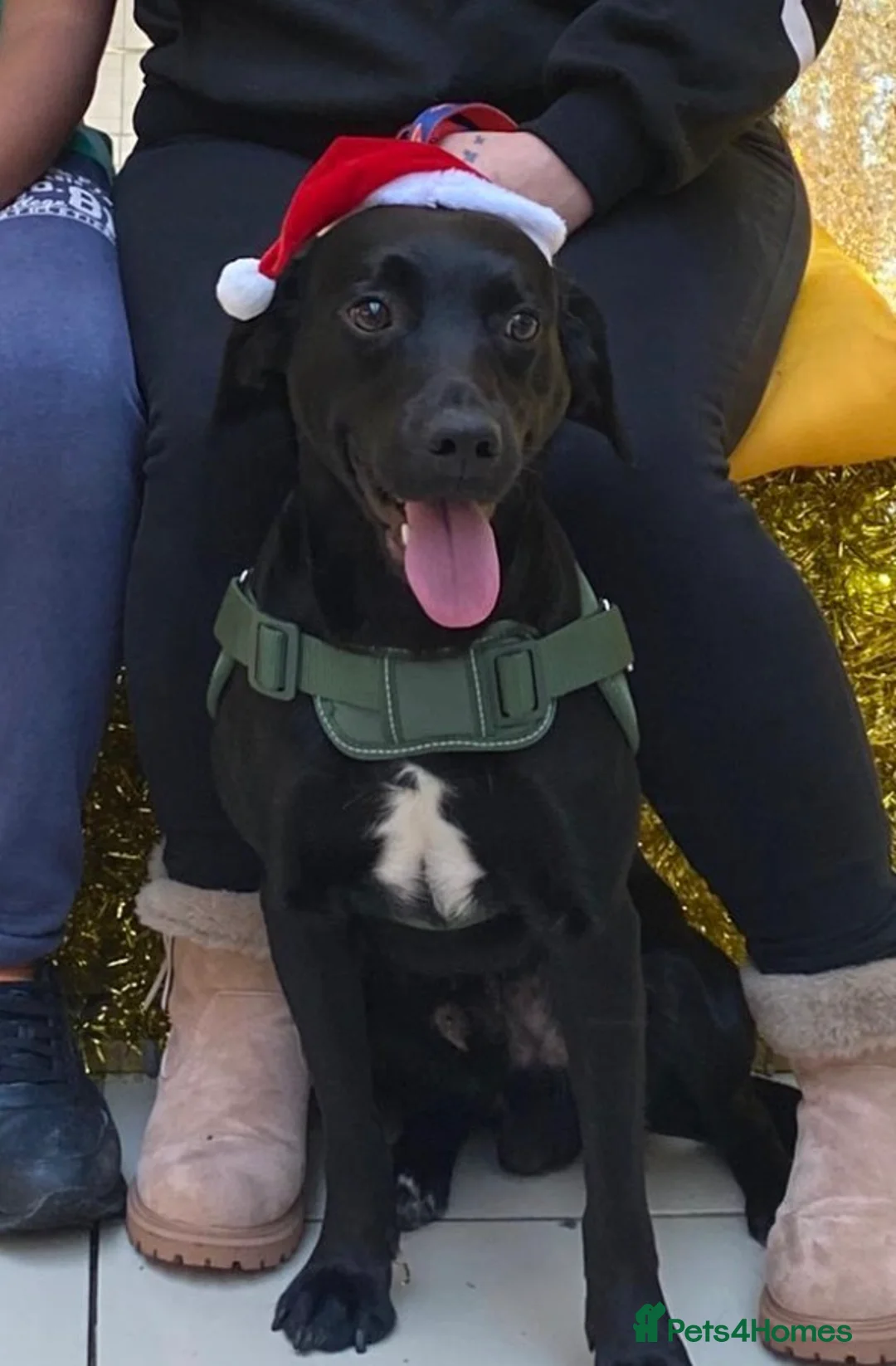 Mixed Breed dogs for sale: Springador pups in Exeter - Advert 2