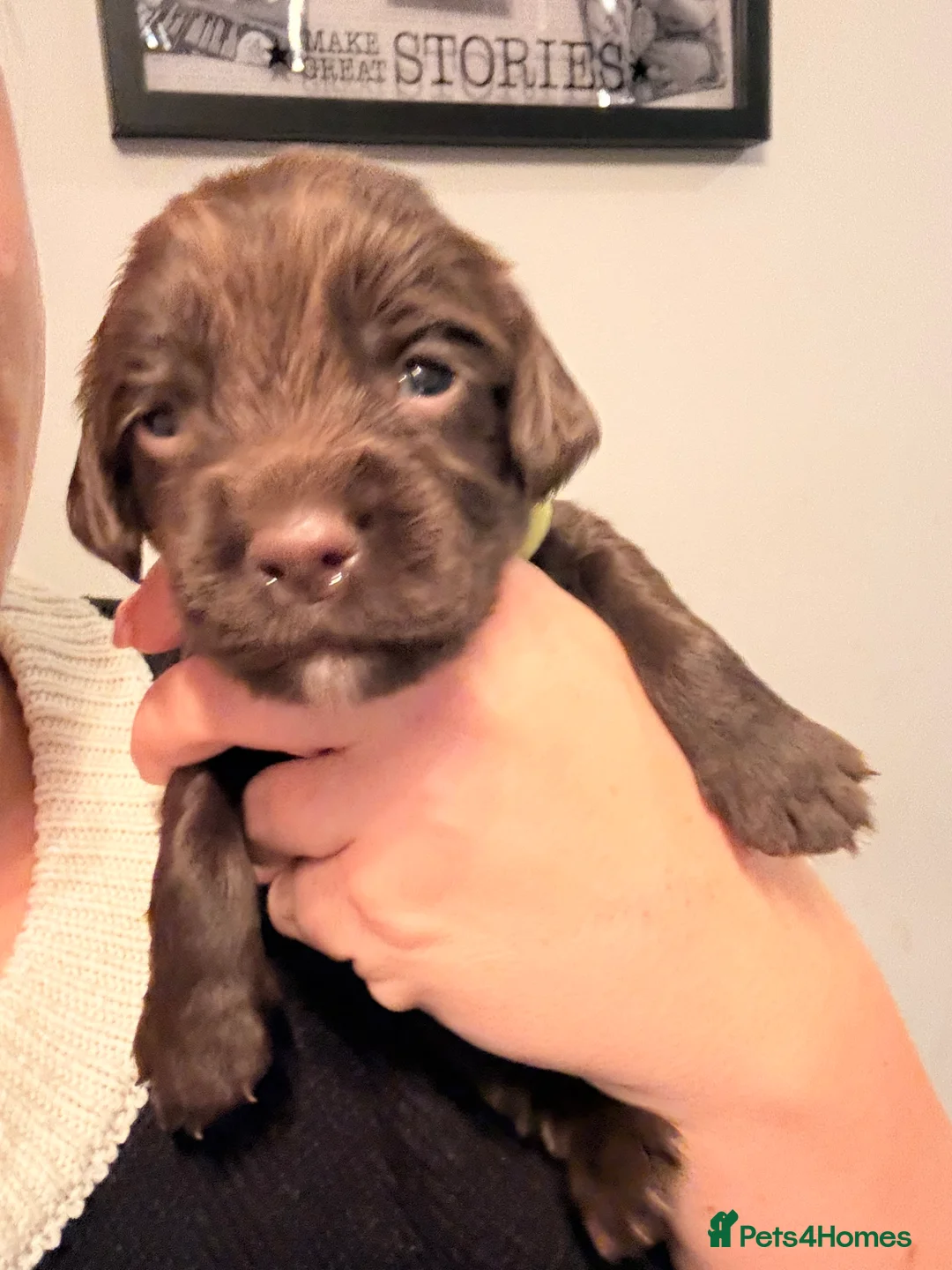 Sprocker dogs for sale: Sprocker Pups - Advert 40