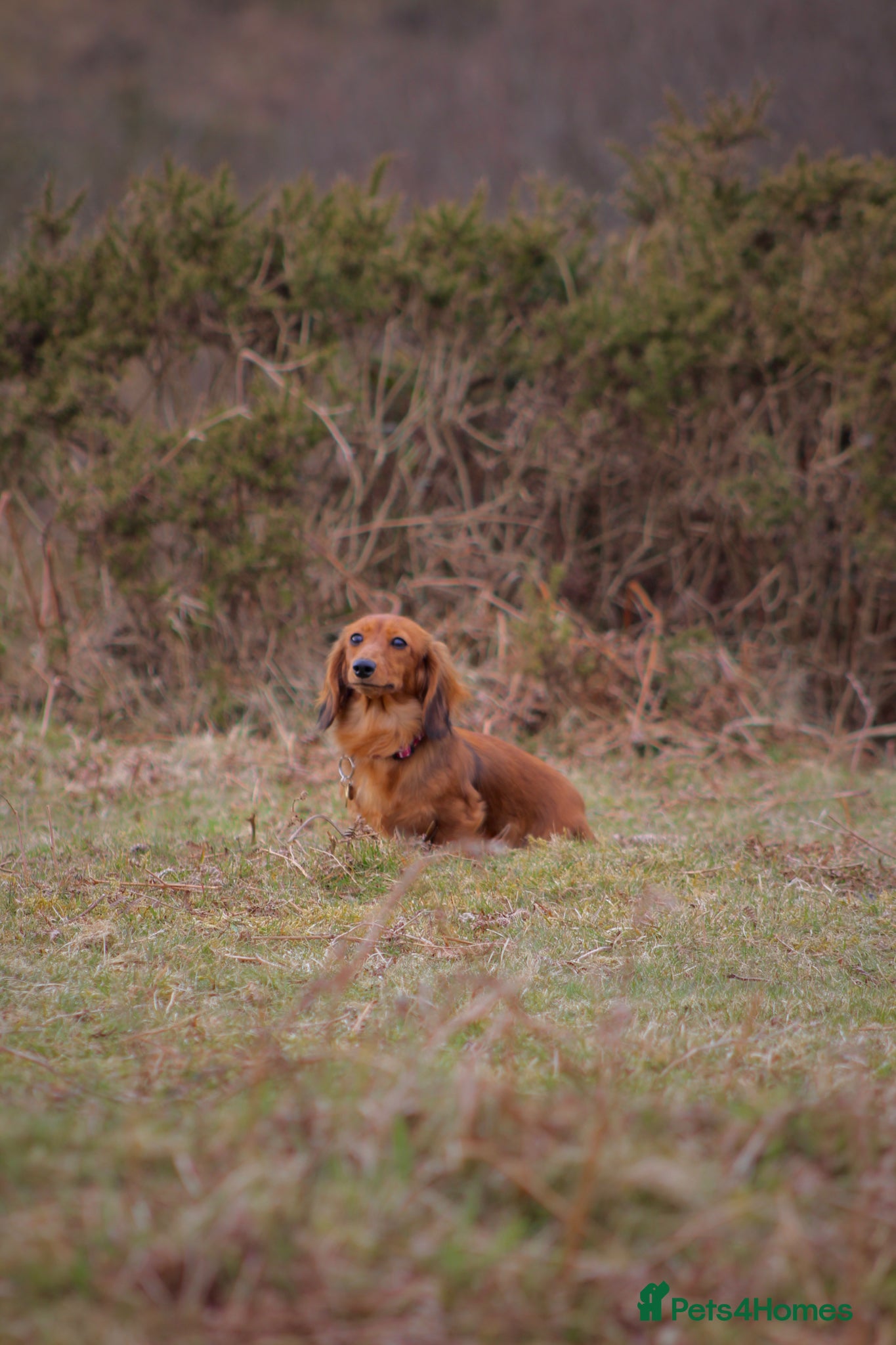 Miniature Dachshund dogs Miniature Dachshund Puppies | Join our Waitlist - Advert 1