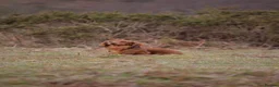 Miniature Dachshund dogs for sale: Miniature Dachshund Puppies | Join our Waitlist - Advert 1