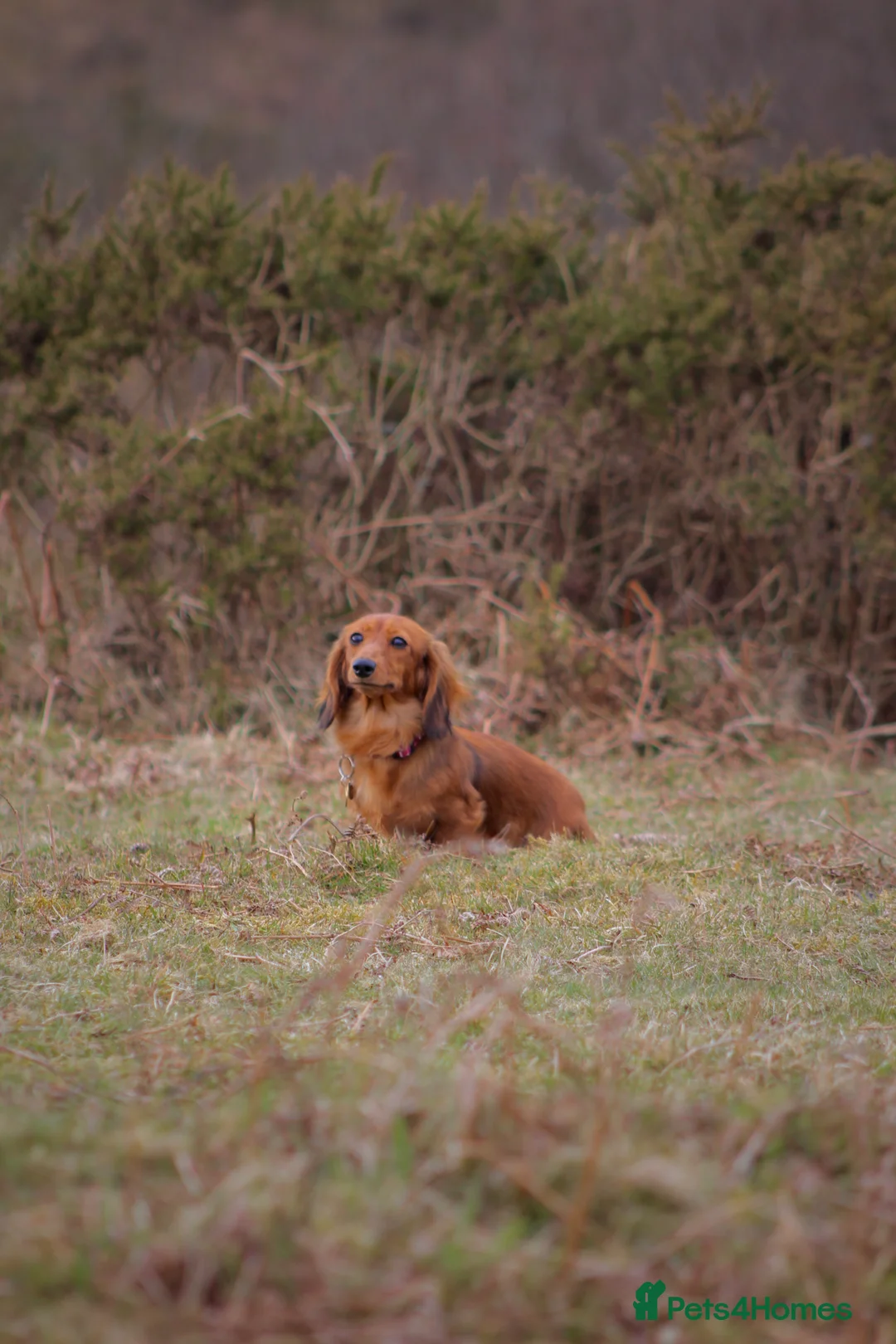 Miniature Dachshund dogs for sale: Miniature Dachshund Puppies | Join our Waitlist - Advert 1