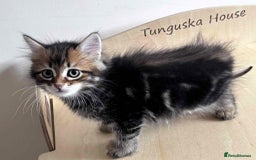 Siberian cats for sale: Beautiful purebred Siberian kittens-Hypoallergenic - Image 40