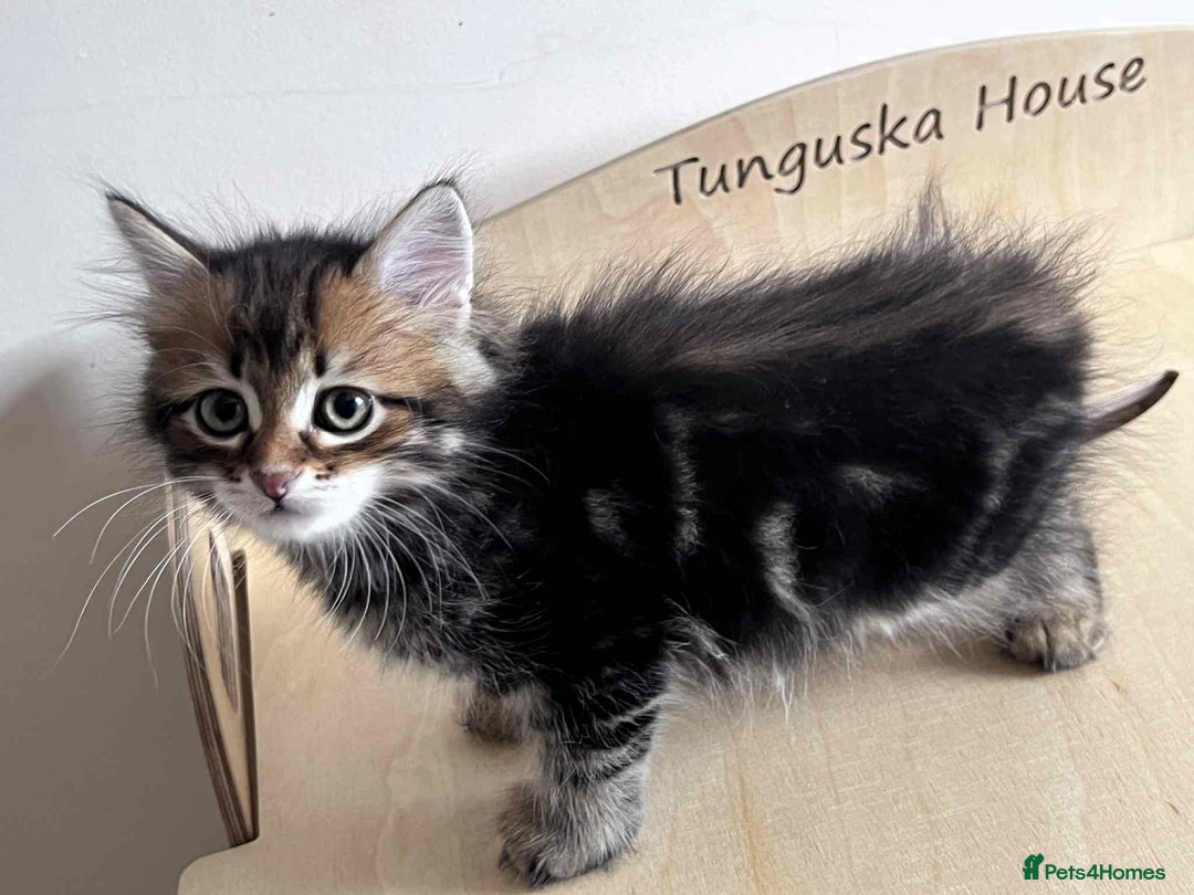 Siberian cats for sale: Beautiful purebred Siberian kittens-Hypoallergenic - Image 40