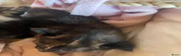 Domestic Shorthair cats for sale: Beautiful kittens looking for 5 star forever homes - Advert 4