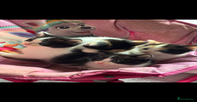 British Longhair cats - Advert 15