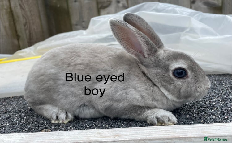 Rex rabbits - Advert 16