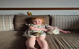 Conures birds for sale: Pineapple conure - Image 1
