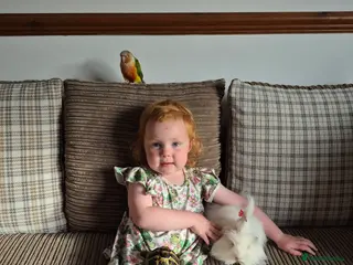 Conures birds Pineapple conure - Advert 1