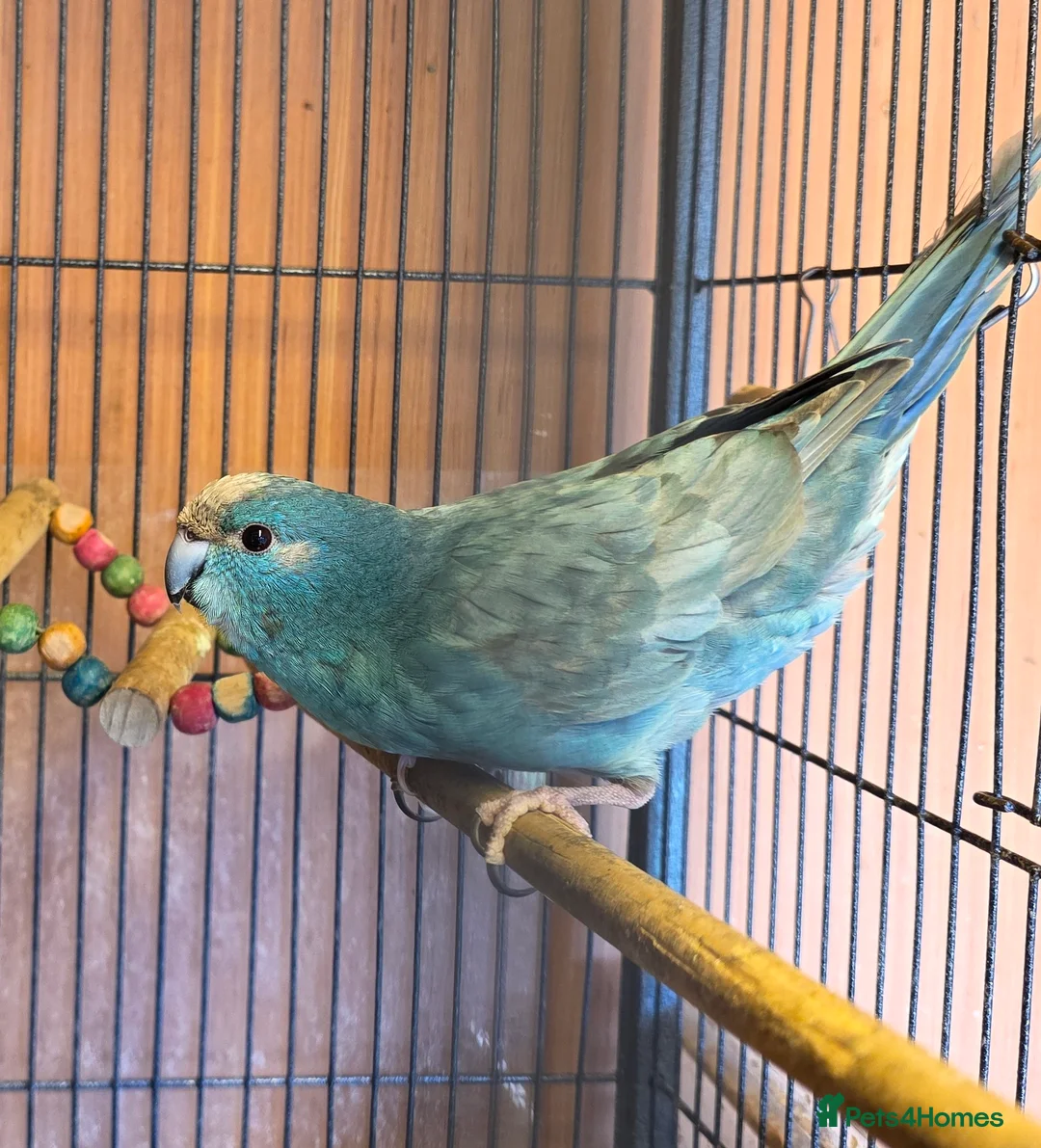 Parrots birds for sale: Blue kakariki  in Manchester - Advert 2