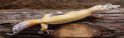 Leopard Gecko reptiles for sale: Leopard Gecko Juveniles Available CBUK - Advert 5