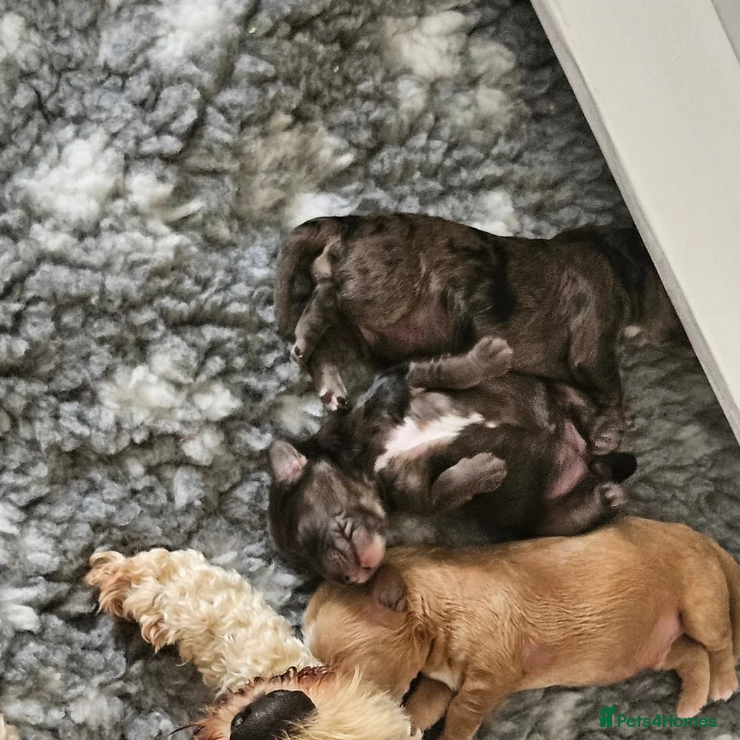 Cockapoo dogs for stud: Buddy - F2b Merle Cockapoo REPEATEDLY PROVEN  Stud in Manchester - Advert 9