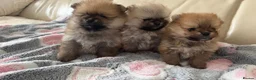 Pomeranian dogs for sale: ADORABLE PURE POMERANIAN KC - Advert 10