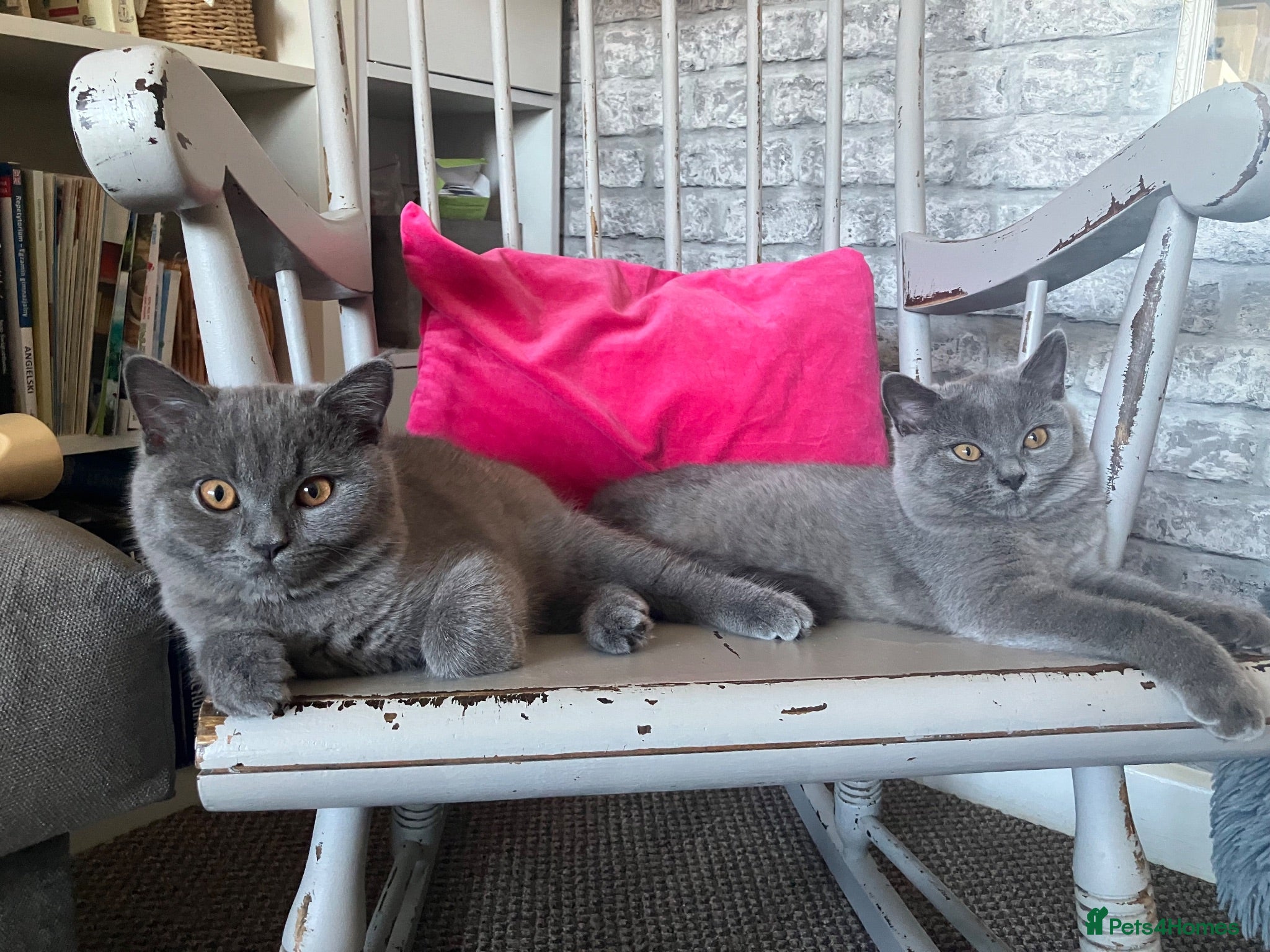 British Shorthair cats 💙 British Shorthair 💙 - Advert 18