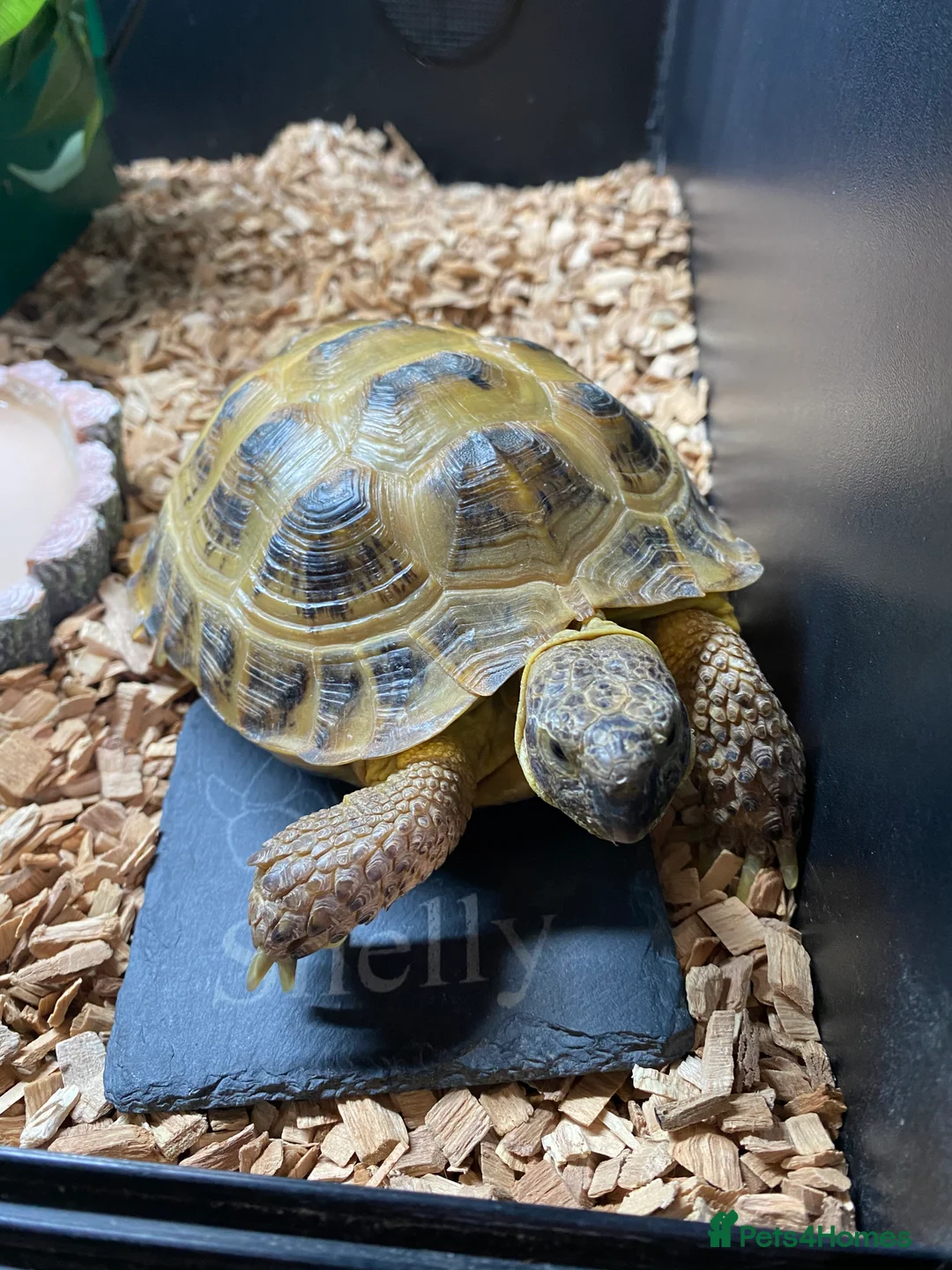 Tortoise reptiles for sale: Horsefield tortoise for sale in Spalding - Advert 1
