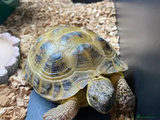 Tortoise reptiles Horsefield tortoise for sale in Spalding - Advert 1