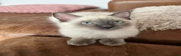 Ragdoll cats for sale: Ragdoll Kittens - Advert 5