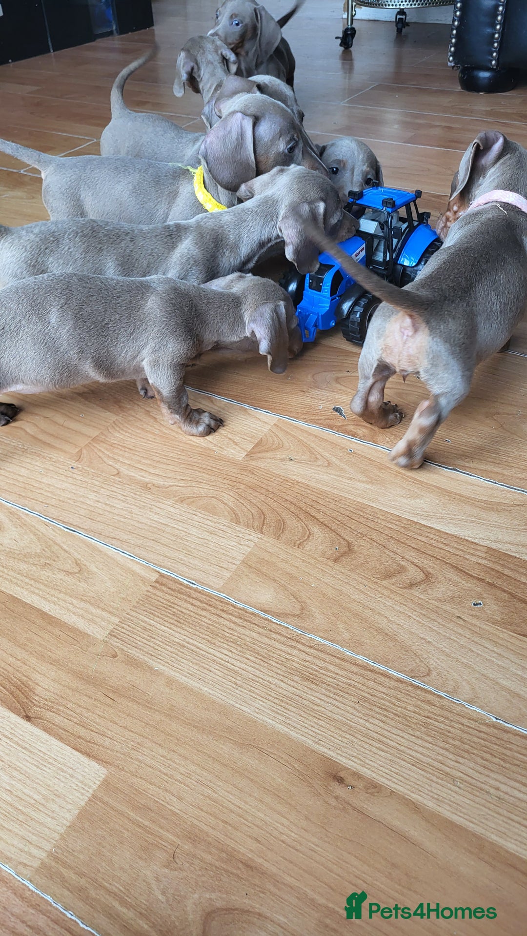 Dachshund dogs for sale: Isabella dachshund puppies for sale! - Image 17