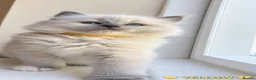 Ragdoll cats for sale: Beautiful Ragdoll Kittens – 4 Boys & 1 Girl 🩵🩷 in Aldershot - Advert 9