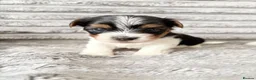 Biewer Terrier dogs for sale: ❤️ Beautiful Biewer Terriers 1 Boy & 2 Girls  ❤️ - Advert 11