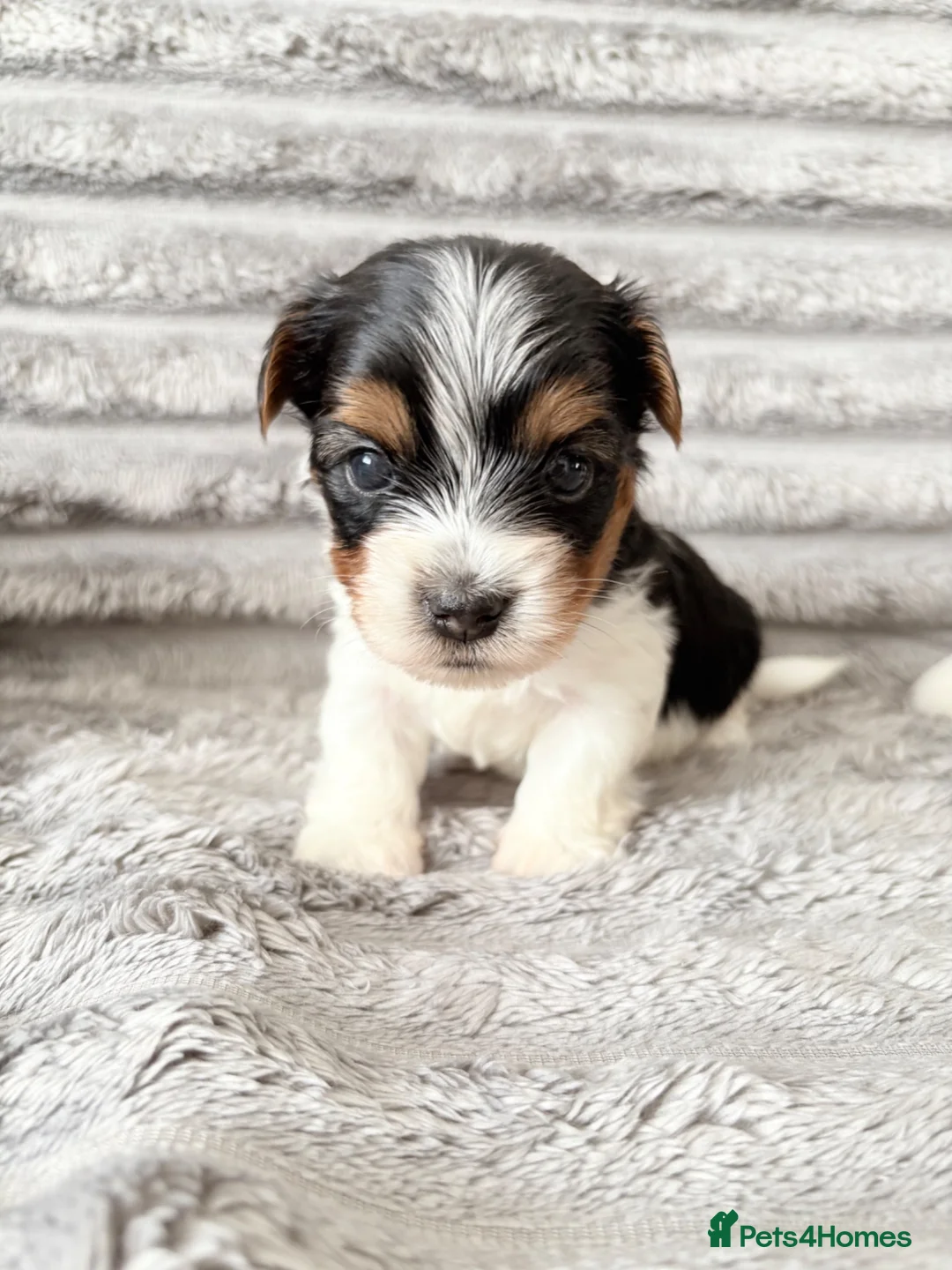 Biewer Terrier dogs for sale: ❤️ Beautiful Biewer Terriers 1 Boy & 2 Girls  ❤️ - Advert 11