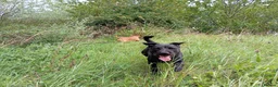 Patterdale Terrier dogs for sale: 6 male patterdale puppies  in Hartlepool - Advert 7