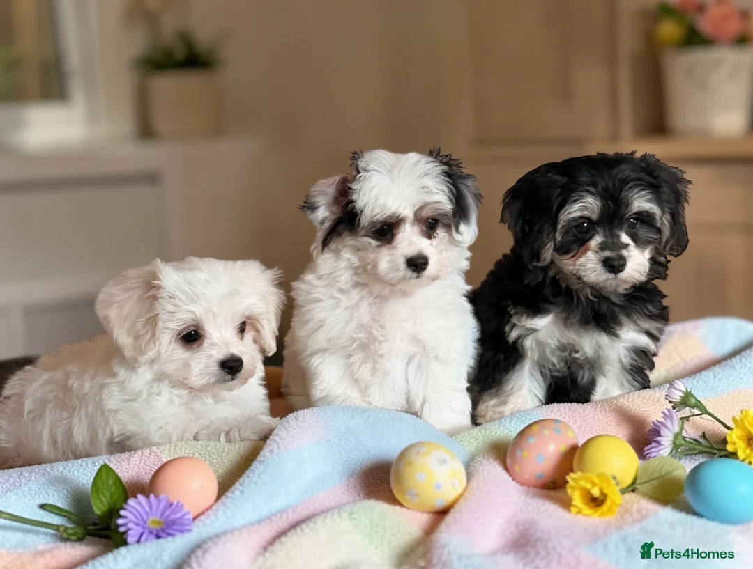 Maltipoo dogs for sale: 🌟 Korean Maltipoo rare colours – DNA tested 🌟 - Advert 1