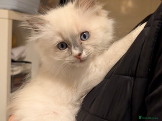 Ragdoll cats Adorable, fluffy, blue eyed Ragdoll kitten - Advert 7