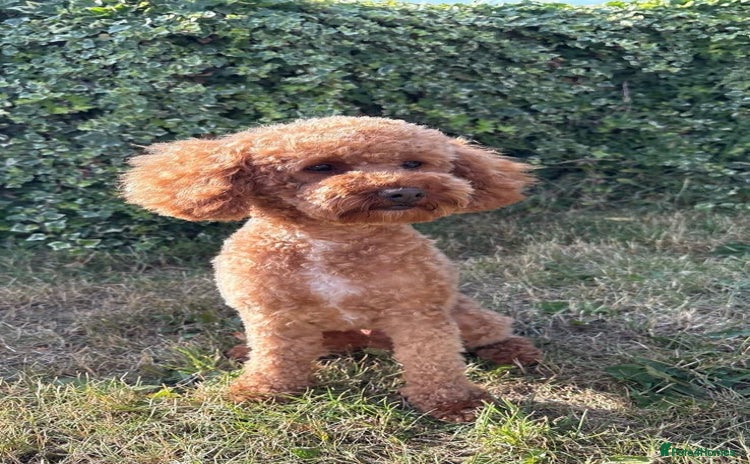 Toy Poodle dogs - Advert 1