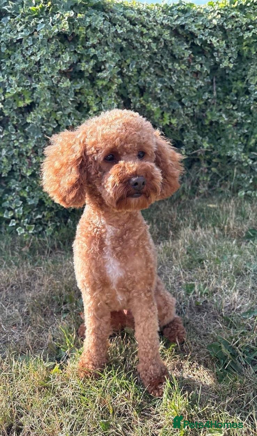 Toy Poodle dogs for stud: Red Toy Poodle for stud - Image 1