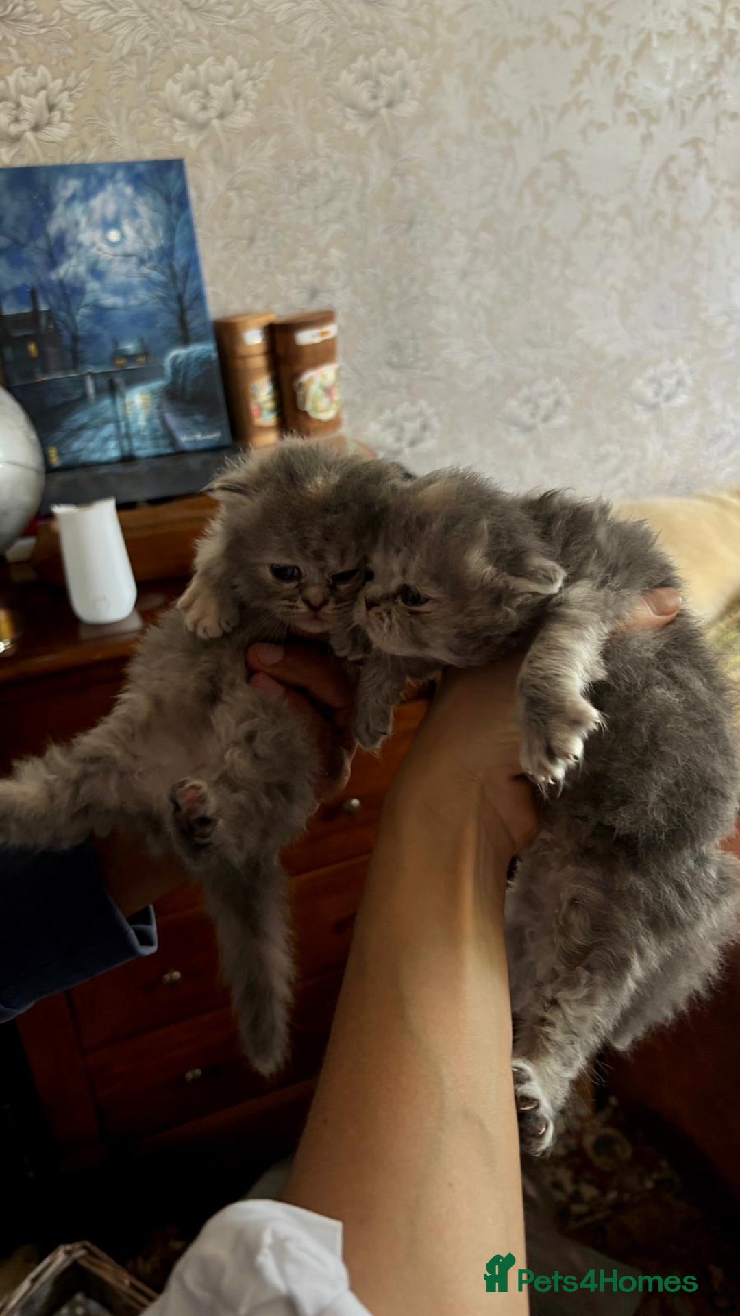 Persian cats for sale: Himalayan Persians - Image 24