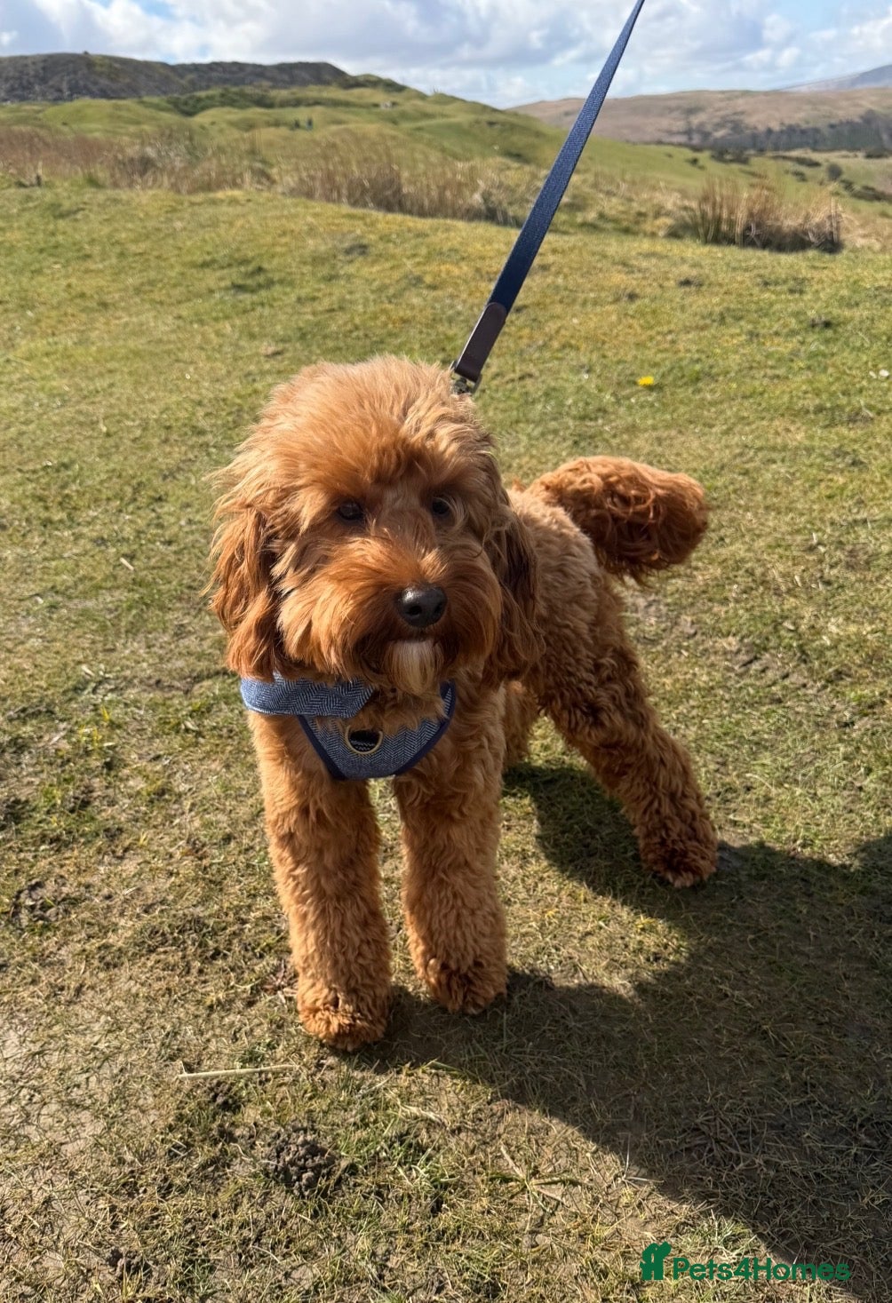 Cockapoo dogs Proven cockapoo for stud - Advert 2