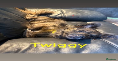 Mixed Breed dogs - Advert 4