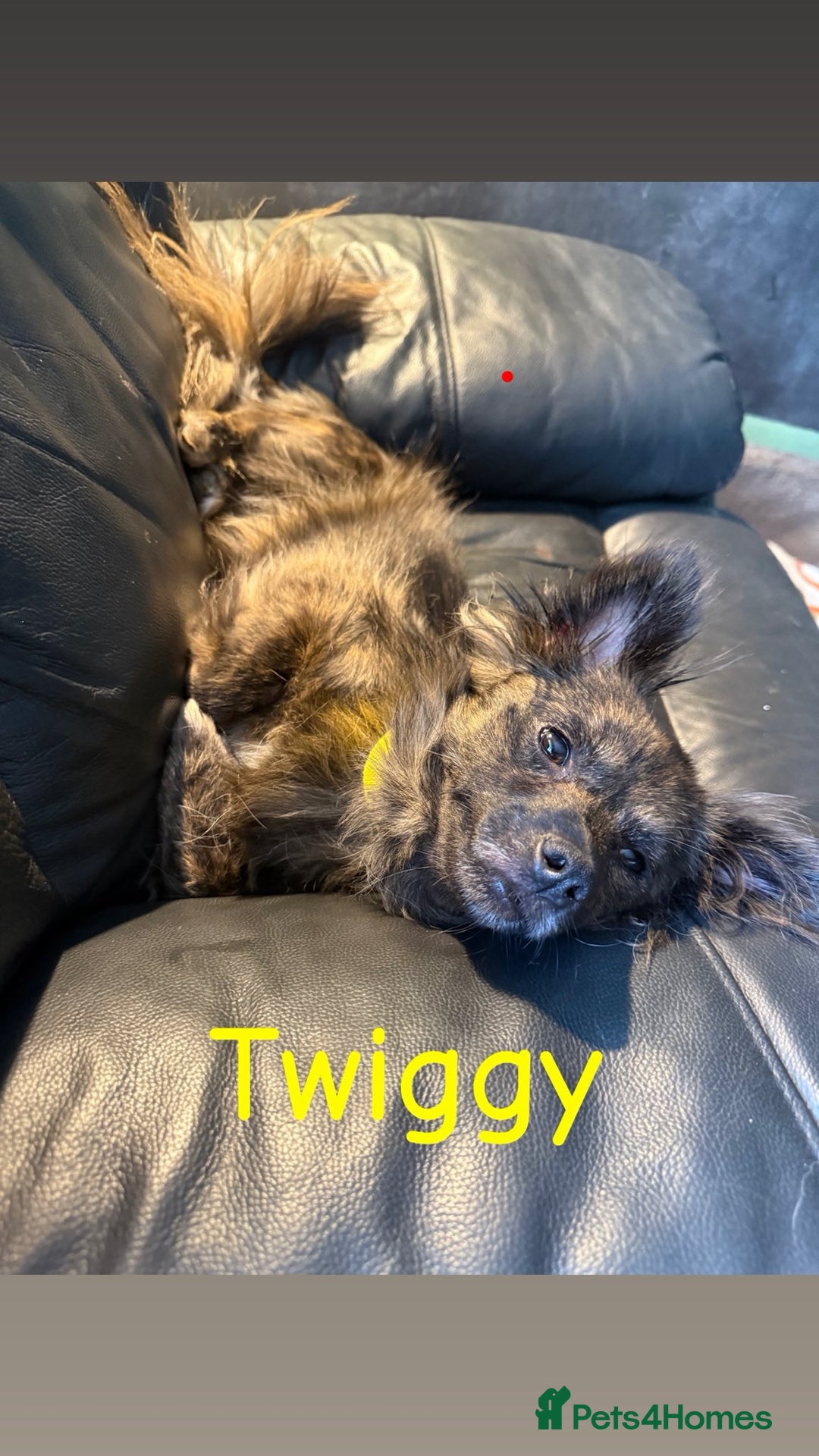 Mixed Breed dogs for adoption: 💖🐶 TWIGGY – A Happy Little Spirit🐶💖 - Image 3