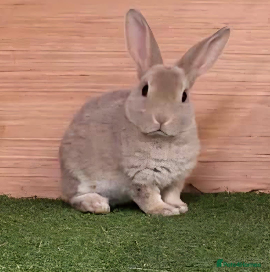 Rex rabbits for sale: Gorgeous rex rabbits - Image 6