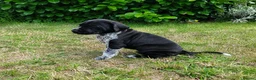German Shorthaired Pointer dogs for sale: ❤️🐾 GORGEOUS GERMAN SHORTHAIRED POINTER PUPPIES - Advert 6