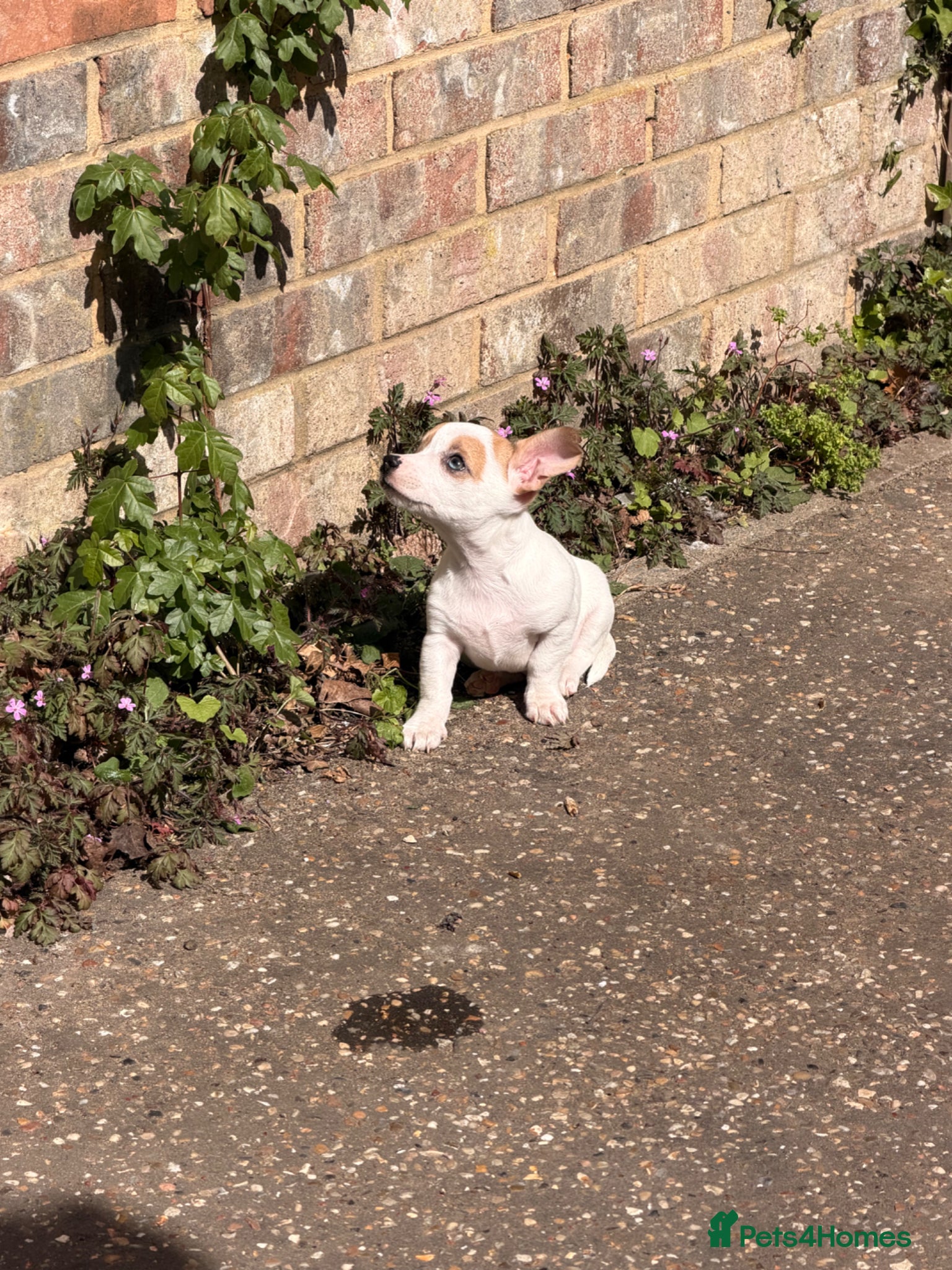 Mixed Breed dogs Merle Jack Russel Cross Pups ready to leave now.  - Advert 13
