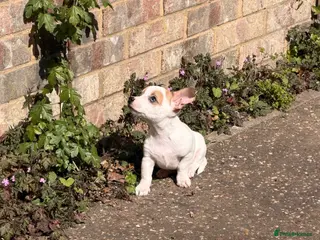 Mixed Breed dogs Merle Jack Russel Cross Pups ready to leave now. - Advert 13