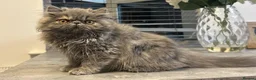 Persian cats for sale: Beautiful Persian Girl  - Advert 15