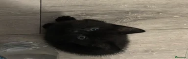 Black Kitten